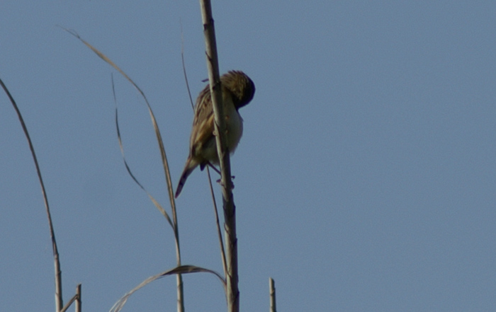 aiuto per classificare passeriforme